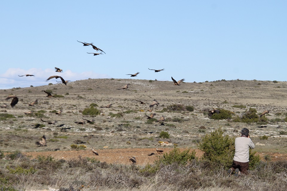Observación de aves Sierra de Albarracín